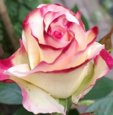 Hybrid Tea Rose Charles Aznavour Against Stock Photo 17675779 | Shutterstock