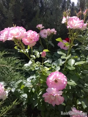 Beautiful Light Pink Garden Rose on a Green Background. Variety Charles  Aznavour Stock Image - Image of beautiful, holiday: 227722759