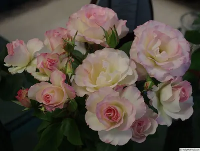 Charles Aznavour ' Rose Photo | Rose photos, Rose, Flowers
