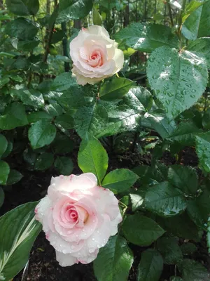 Cultivated Rose Tree flower variety 'Charles Aznavour' - SuperStock