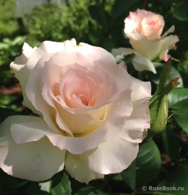 Image of Rosa x/Pink 'Charles Aznavour'