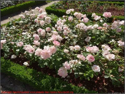 ROSA CHARLES AZNAVOUR Stock Photo - Alamy