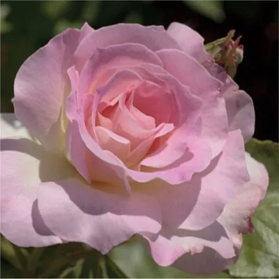 Charles Aznavour ' Rose Photo | Rose, Plants, Garden