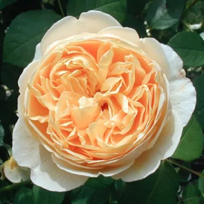 Ветка жёлтой розы Шарлотта» — создано в Шедевруме