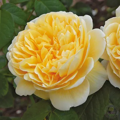 Саженцы розы английской Шарлотта купить в Москве по цене от 1 800 до 3060  руб. - питомник растений Элитный Сад