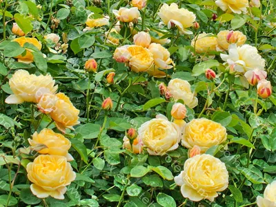 Желтая роза Девида Остина - Шарлотта (Charlotte). Золотая палитра в саду. |  Дизайн садов - protoART.ru | Дзен