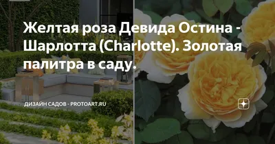 Роза \"Charlotte\" (Шарлотта): купить саженцы в Москве - Ромашкино Парк