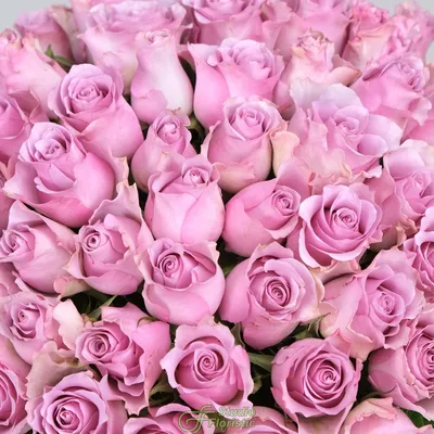 Роза Rósa Charlotte Rampling - купить саженцы цветов в интернет-магазине  «Сады Семирамиды»
