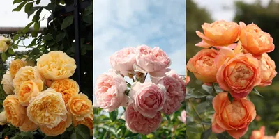 Сорта английской розы Остина купить в Краснодаре |