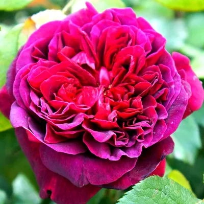 Роза Вильям Шекспир. Купить саженцы английских роз.