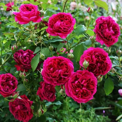 Вильям Шекспир 2000 (William Shakespeare 2000) – Английские Розы - купить  Аромат-роз.рф