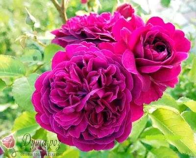 Роза английская 'Вильям Шекспир' (Rosa 'William Shakespeare')