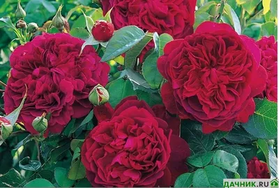 Купить Роза английская кустовая Вильям Шекспир 2000/Rosa William  Shakespeare 2000 с доставкой в Подмосковье в Сергиевом Посаде в питомнике  АгроПАРК