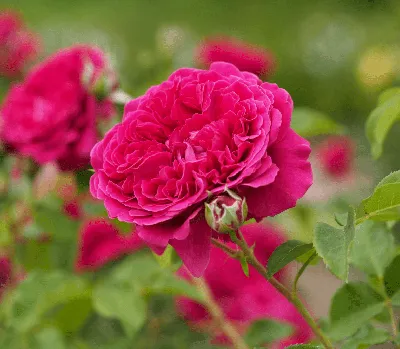 Роза Вильям Шекспир: фото и описание | Дачник.RU | Дзен