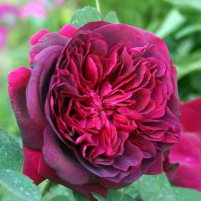 Роза английская Вильям Шекспир C4 купить за 1 590 р. в садовом центре АСТ  Медовое