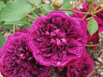 Купить саженцы розы Уильям Шекспир от английского селекционера Дэвида  Остина в интернет-магазине в Минске почтой по Беларуси.