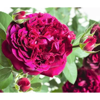 Garden Seasons Роза английская Уильям Шекспир