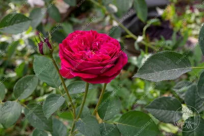 Купить саженцы Роза английская Вильям Шекспир с доставкой! | Florali-Flor