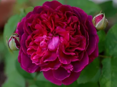 Роза плетистая «Вильям Шекспир» купить саженцы почтой по низкой цене в  интернет-магазине при питомнике - «Крымский фрукт»
