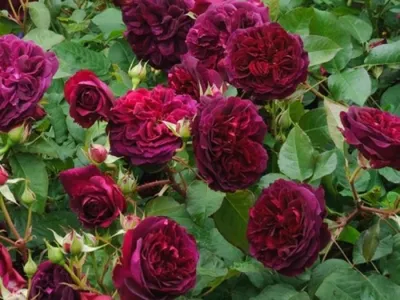 Роза английская кустовая Вильям Шекспир (William Shakespeare) купить  саженцы почтой из питомника «АГРОФОНД»