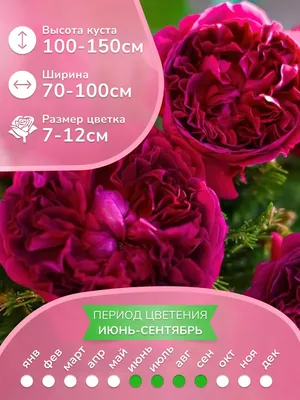 Роза \"Вильям Шекспир\" ✓ купить саженцы в питомнике в Москве, Туле, Белгороде