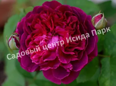 Garden Seasons Роза английская Уильям Шекспир