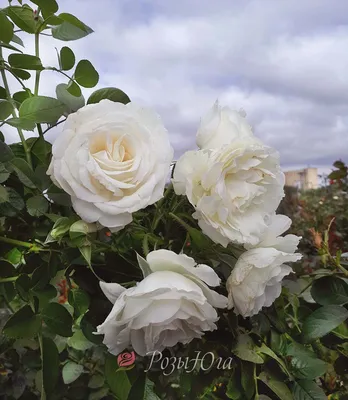 Роза Schneewittchen (Шнеевитхен)