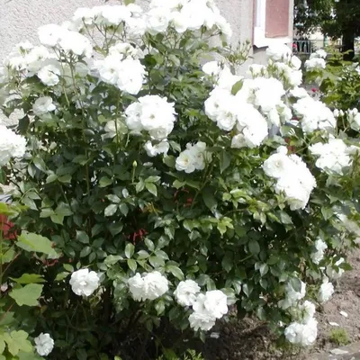 Саженец Роза Бэби Шнеевитхен (Rosa Baby Schneewittchen) купить в Москве по  низкой цене из питомника, доставка почтой по всей России | Интернет-магазин  Подворье