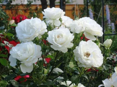 Роза плетистая Шнеевитхен (Клайминг): купить в Москве саженцы в питомнике  «Медра» по цене от 2100 руб