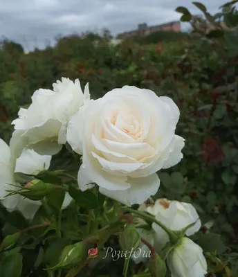 Роза Schneewittchen (Шнеевитхен)