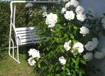 Саженцы розы флорибунда Шнеевитхен (Schneewittchen) купить в Москве по цене  от 1 800 до 2340 руб. - питомник растений Элитный Сад
