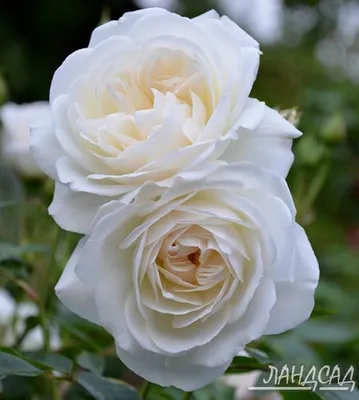 Роза флорибунда Шнеевитхен (Schneewittchen) - Розы флорибунды, купить с  доставкой по Москве и Московской области, цены за штуку, названия, фото