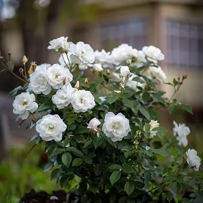 Роза Клон Шнеевитхен 🌹купить с доставкой курьером, почтой, самовывоз в 52  городах, цены и фото