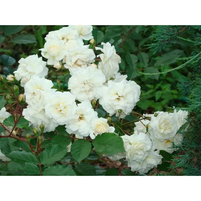 Роза парковая 'Schneewittchen' | Купить саженцы по цене от 1850 с доставкой  в питомнике Алексеевская Дубрава