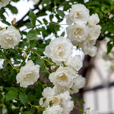 Роза флорибунда шнеевитхен белая - 71 фото