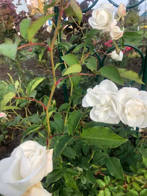 Роза флорибунда шнеевитхен белая - 71 фото