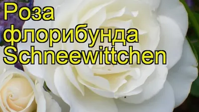 Саженцы роз полиантовая Schneewitchen (Шнеевитхен) купить в Украине - цена,  фото, отзывы | Agrolife