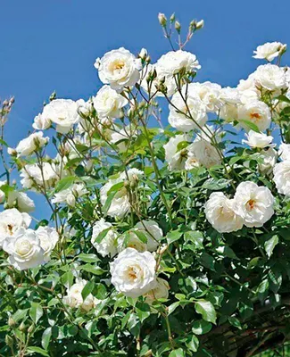 Что может быть прекраснее розы? | Цветущий сад Татьяны | Дзен