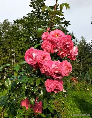 Роза Шогун от Rosen Tantau Купить — Яркая Плетистая Роза для Вашего Сада!