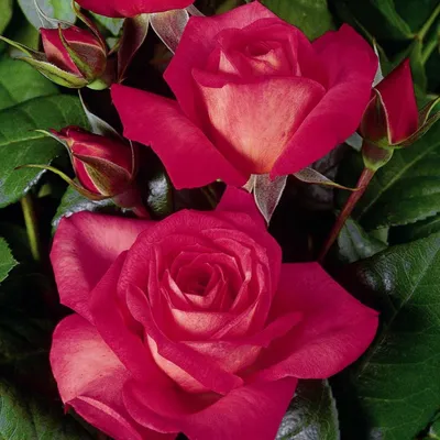 Buy Shogun ® – Climbing Rose – AGEL ROSEN