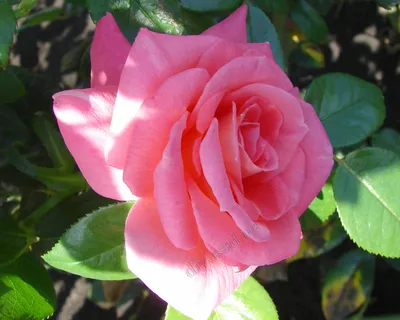 Hot Pink roses, wholesale roses, Shogun Roses | WholesaleFlowers.net