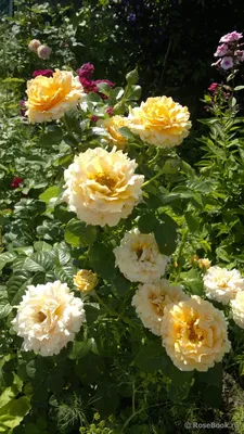 Сирано де Бержерак (Cyrano de Bergerac)