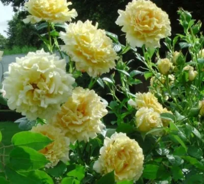 Роза Сирано дэ Бержерак. (вв). Плетистая. (ID#1551684547), цена: 135 ₴,  купить на Prom.ua
