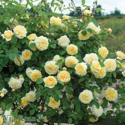 Купить Роза Сирано де Бержерак (Cyrano de Bergerac) | VIA ROSA