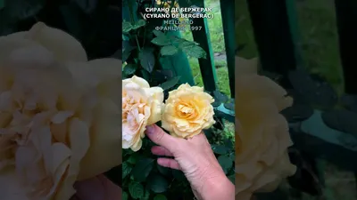 Сирано де Бержерак. Розы от Helen_sun. Фотоальбом участника MeDyZa