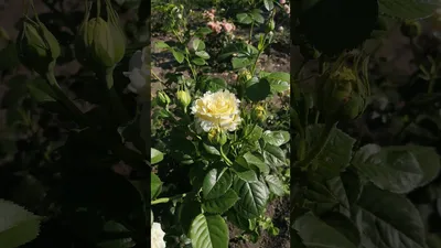 роза, розы, плетистые розы, плетистая роза, сирано де бержерак - Экзотик  Флора