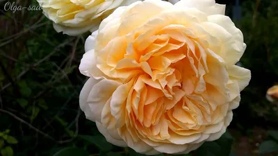 Роза Сирано де Бержерак в моем саду 2.09.21. Cyrano de Bergerac Rose in my  garden. Meilland, #shorts - YouTube