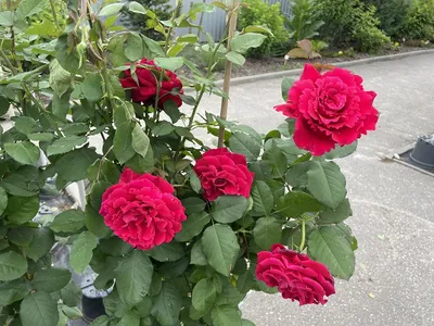 Роза Cyrano de Bergerac (Сирано де Бержерак) – купить саженцы роз в  питомнике в Москве