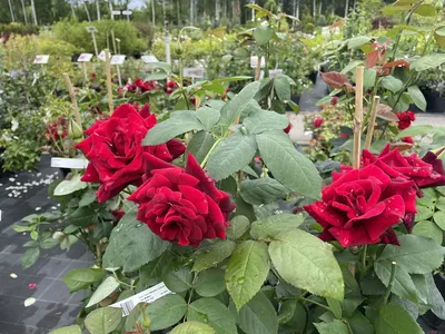 Роза Сирано дэ Бержерак. (вв). Плетистая.: продажа, цена в Черниговской  области. Рассада и саженцы цветов от \"ПАРОСТОК - Интернет магазин саженцев\"  - 1551684547