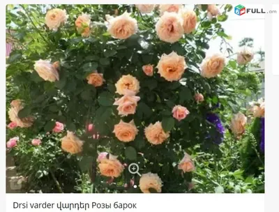 купить саженцы плетистой розы Ваниль фрайз (VANILLE FRAISE)